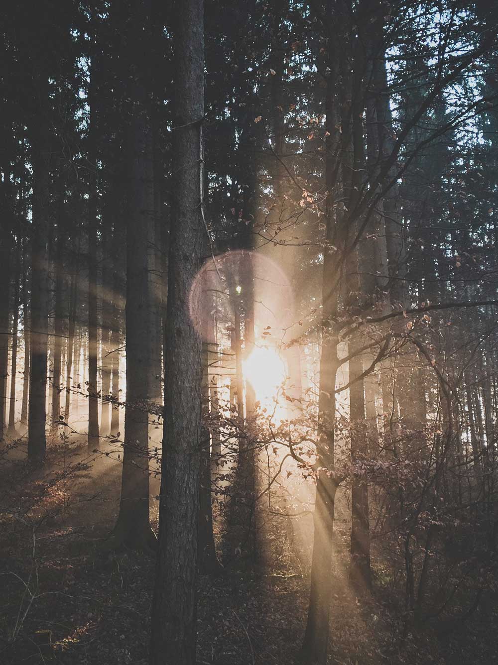 The sun setting through a dense forest.